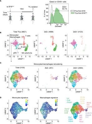 The mosquito effect: regulatory and effector T cells acquire cytoplasmic material from tumor cells through intercellular transfer